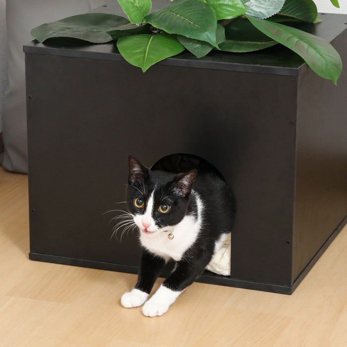 ねこの休ら木　ソラ